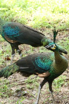 Green peafowl are large birds, amongst the largest living galliforms in terms of overall size