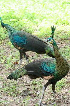 Green peafowl are large birds, amongst the largest living galliforms in terms of overall size