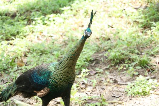 Green peafowl are large birds, amongst the largest living galliforms in terms of overall size