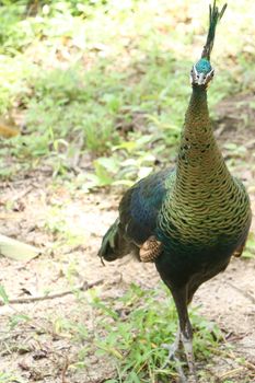 Green peafowl are large birds, amongst the largest living galliforms in terms of overall size