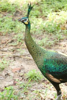 Green peafowl are large birds, amongst the largest living galliforms in terms of overall size