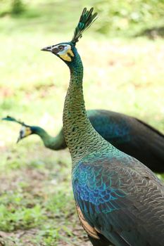 Green peafowl are large birds, amongst the largest living galliforms in terms of overall size