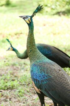 Green peafowl are large birds, amongst the largest living galliforms in terms of overall size