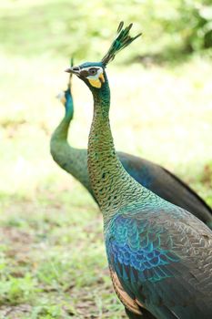 Green peafowl are large birds, amongst the largest living galliforms in terms of overall size