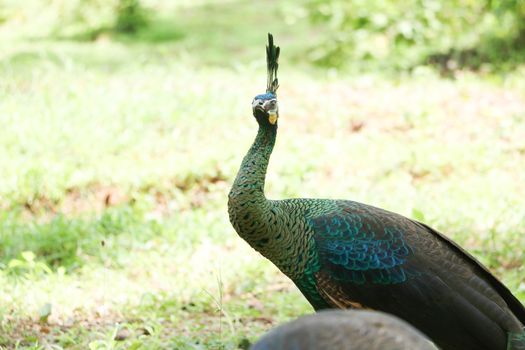 Green peafowl are large birds, amongst the largest living galliforms in terms of overall size