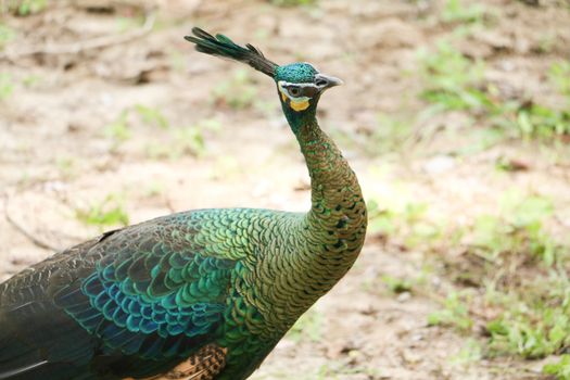 Green peafowl are large birds, amongst the largest living galliforms in terms of overall size