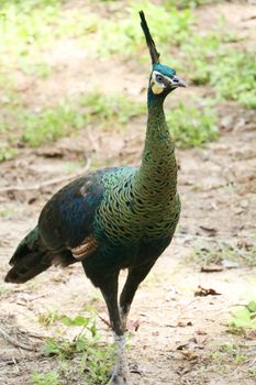 Green peafowl are large birds, amongst the largest living galliforms in terms of overall size