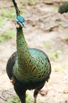 Green peafowl are large birds, amongst the largest living galliforms in terms of overall size