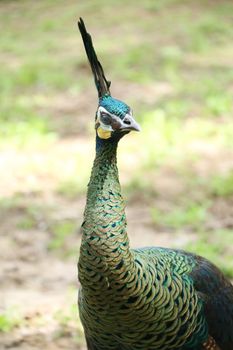 Green peafowl are large birds, amongst the largest living galliforms in terms of overall size