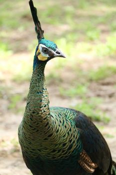 Green peafowl are large birds, amongst the largest living galliforms in terms of overall size