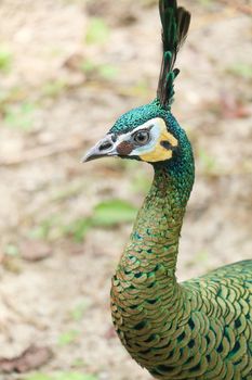 Green peafowl are large birds, amongst the largest living galliforms in terms of overall size