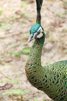 Green peafowl are large birds, amongst the largest living galliforms in terms of overall size