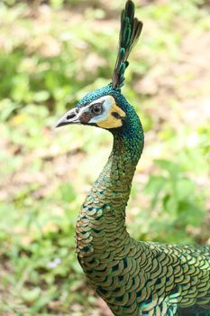 Green peafowl are large birds, amongst the largest living galliforms in terms of overall size