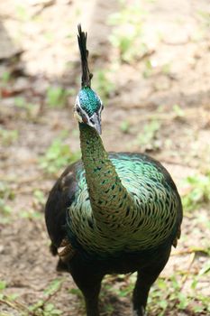 Green peafowl are large birds, amongst the largest living galliforms in terms of overall size
