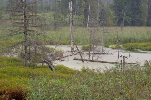 Swamp in the forest.Poland.