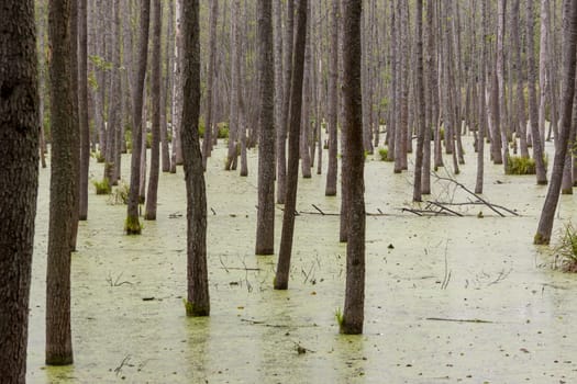 Thick Polish forest and green wet swamp.