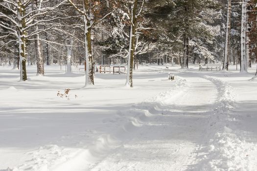 Park in Swierklaniec (Poland) - winter landscape.