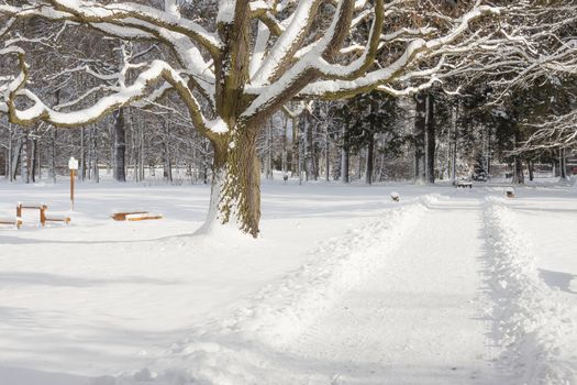 Park in Swierklaniec (Poland) - winter landscape.