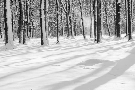 Park in Swierklaniec (Poland) - winter landscape.