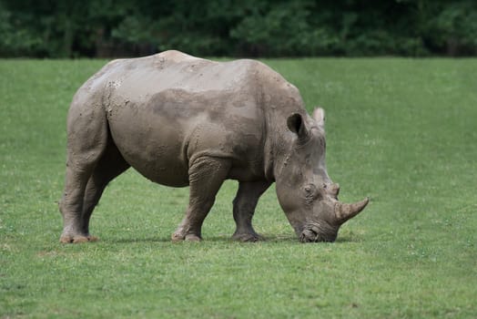 An isolated side view profile photograph of a  rhino grazing with its head down eating the grass