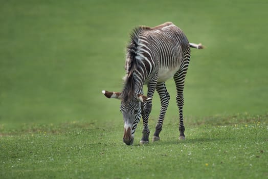 An isolated zebra on grass grazing with its head down eating