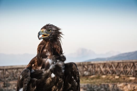 Eagle dangerous portrait head in the nature