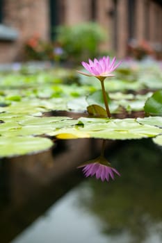 Water Lily with flower