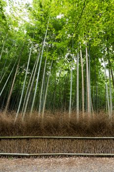 Green Bamboo forest in Kyoto