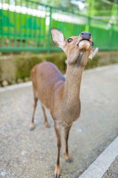 Deer looking for food