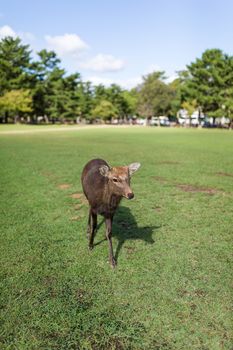 Deer walking in a park