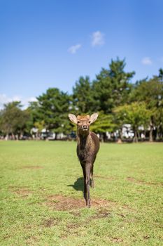 Cute Deer walking in a park