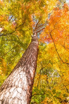 Maple Tree in Autumn season