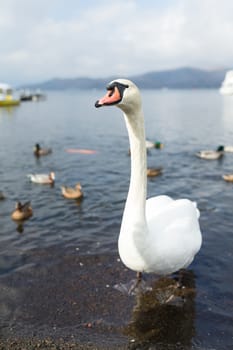 Swan and duck in the lake