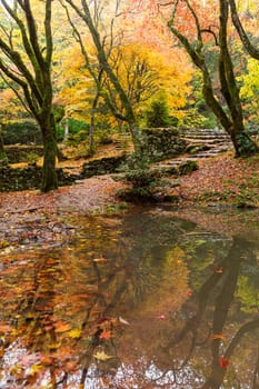 Beautiful Japanese garden with maple tree