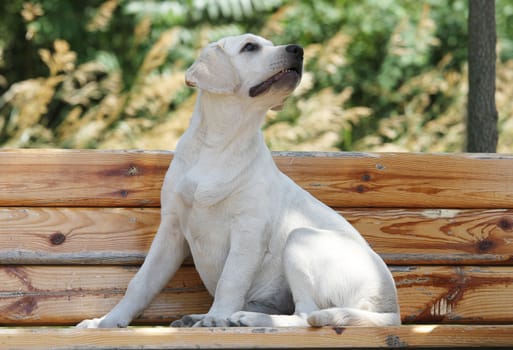 a little yellow labrador puppy sitting in the park