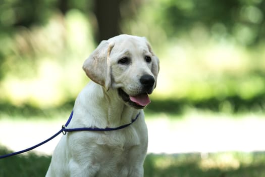 little yellow labrador puppy sitting in the park