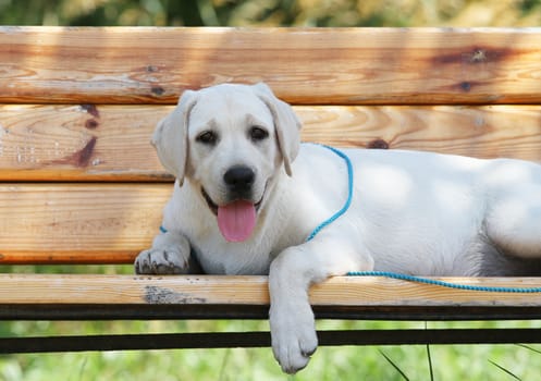 the little yellow labrador puppy sitting in the park