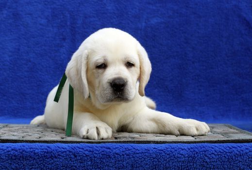 a little yellow labrador puppy sitting on blue background