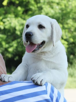the cute little yellow labrador puppy sitting in the park