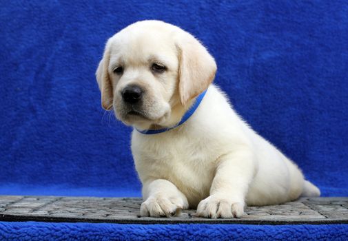 little yellow labrador puppy sitting on blue background