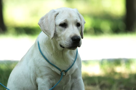 the cute little yellow labrador puppy sitting in the park