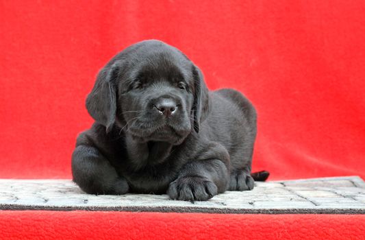 a little black labrador puppy sitting on red background