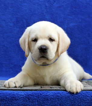 the little yellow labrador puppy sitting on blue background