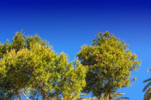 Landscape, tree tops of pine trees and palm trees on mediterranean sea in Majorca in Spain against blue sky.