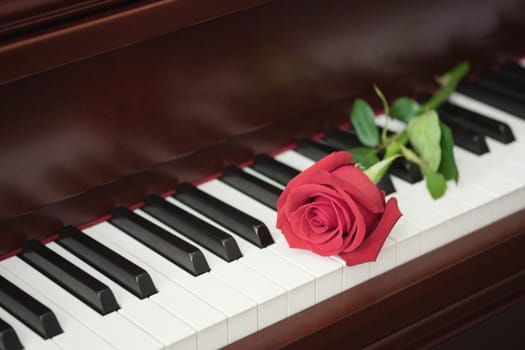 Rose of red put on piano keyboard with romantic concept.