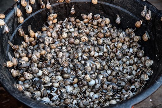 Fresh snails for sale in the market of Marrakech, Morocco