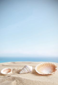 Sea shells on beach sand with blue sky background