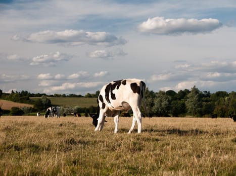 a black and white cow grazing in a field on a summer's day in dedham; UK