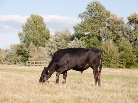 a black cow grazing single in a field on a summer's day in dedham; UK