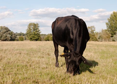 a black cow grazing up close with motion blurred ears on a summer's day in dedham; UK
